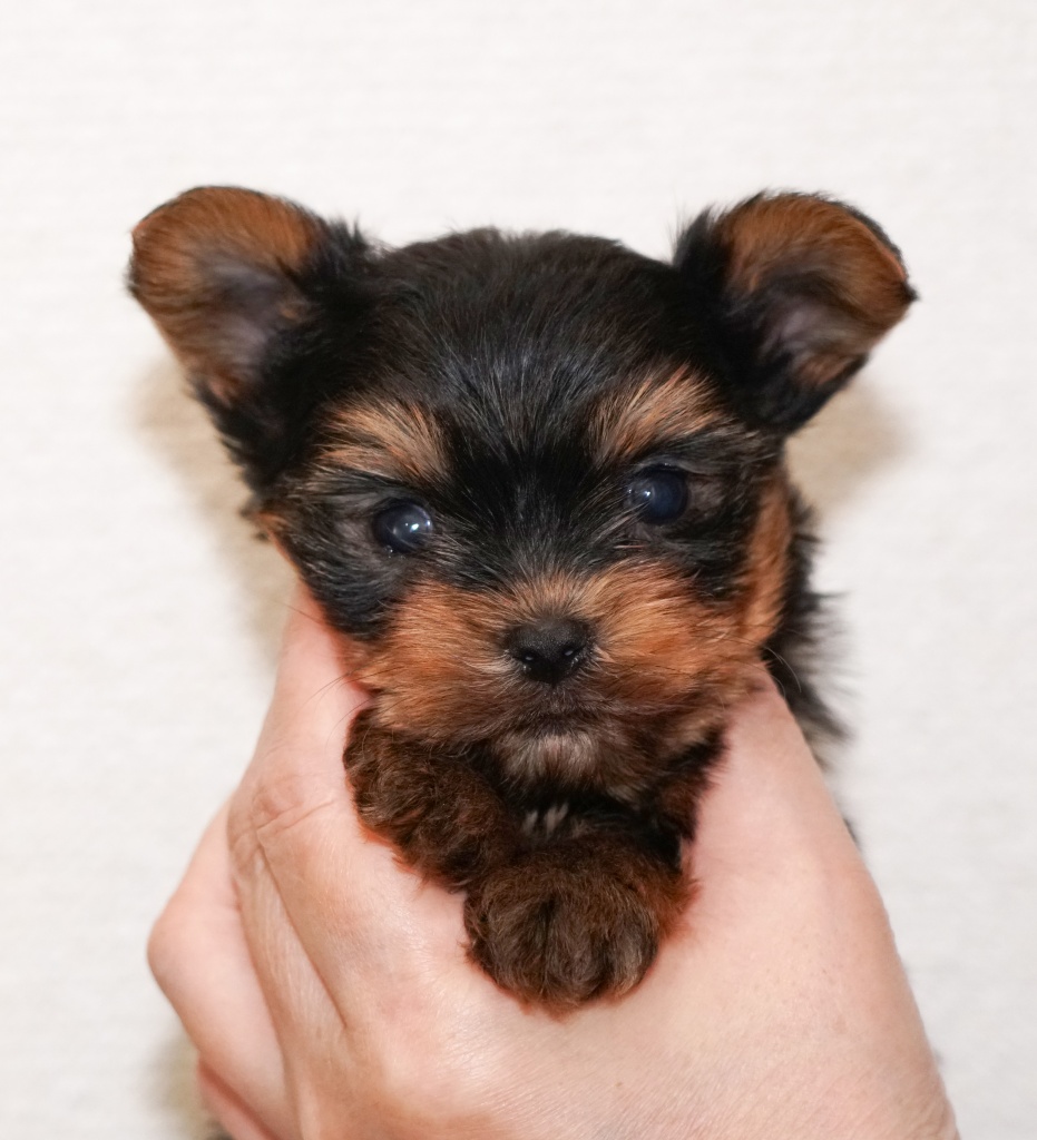 ぱぴぃず ヨーキー ヨークシャーテリア専門ブリーダー Yorkies To Love